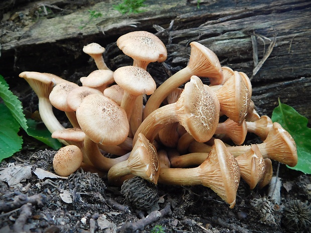 podpňovka bezprsteňová Armillaria socialis (DC.) Fayod