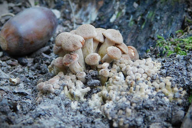 podpňovka bezprsteňová Armillaria socialis (DC.) Fayod