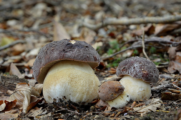 hríb sosnový Boletus pinophilus Pil. et Dermek in Pil.