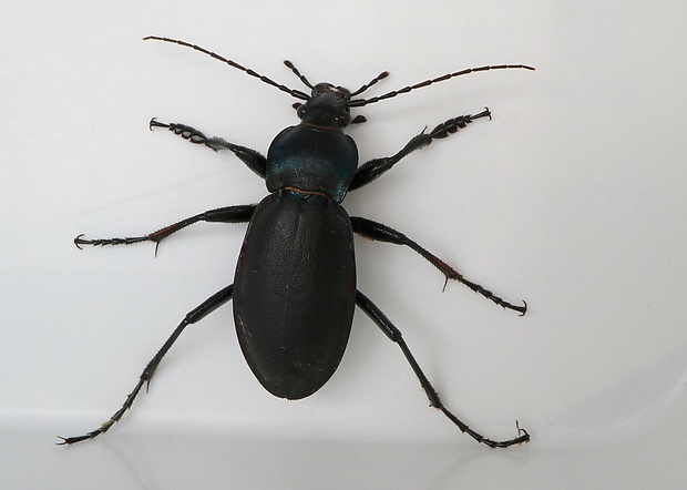 bystruška fialová Carabus violaceus