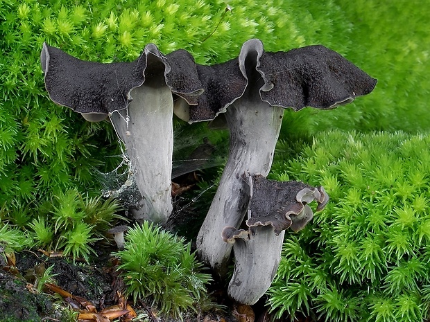 lievik trúbkovitý Craterellus cornucopioides (L.) Pers.