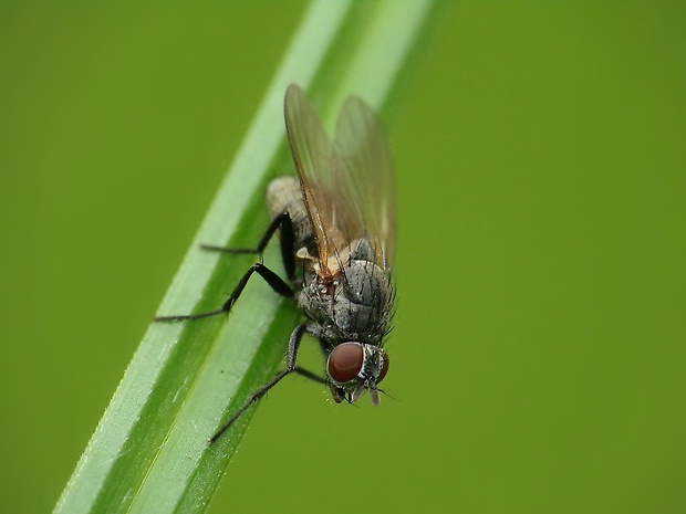 slnivka ♀ Fannia fuscula (Fallén, 1825)