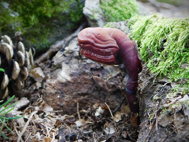 lesklokôrovka obyčajná Ganoderma lucidum (Curtis) P. Karst.