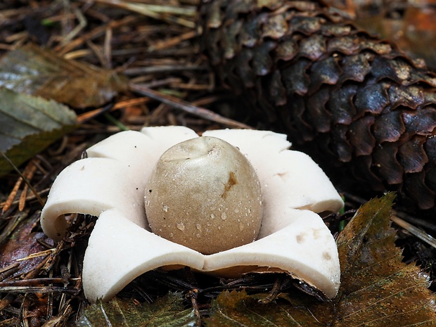 hviezdovka strapkatá Geastrum fimbriatum Fr.