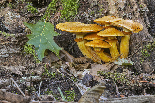 šupinovec nádherný Gymnopilus junonius (Fr.) P.D. Orton