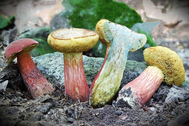 suchohríb Hortiboletus bubalinus (Oolbekk. & Duin) L. Albert & Dima