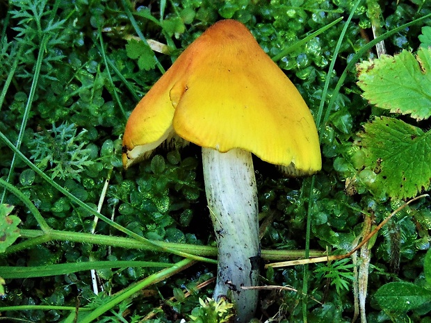 lúčnica kužeľovitá Hygrocybe conica (Schaeff.) P. Kumm.