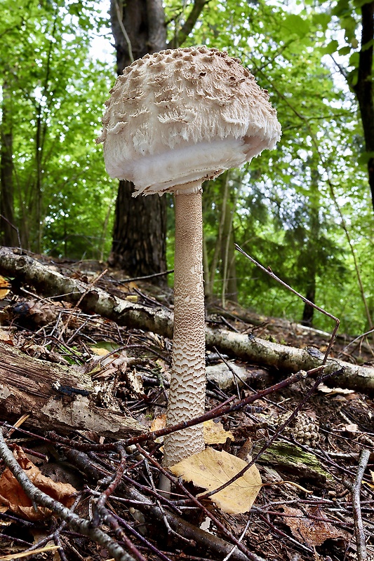 bedľa vysoká Macrolepiota procera (Scop.) Singer