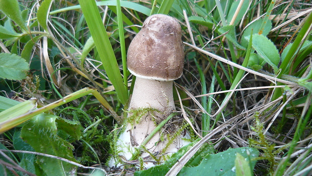 bedľa vysoká Macrolepiota procera (Scop.) Singer