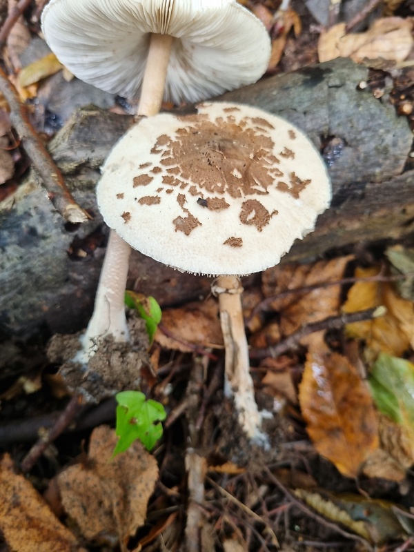 bedľa štíhla alebo bedľa Konradova ? Macrolepiota sp (