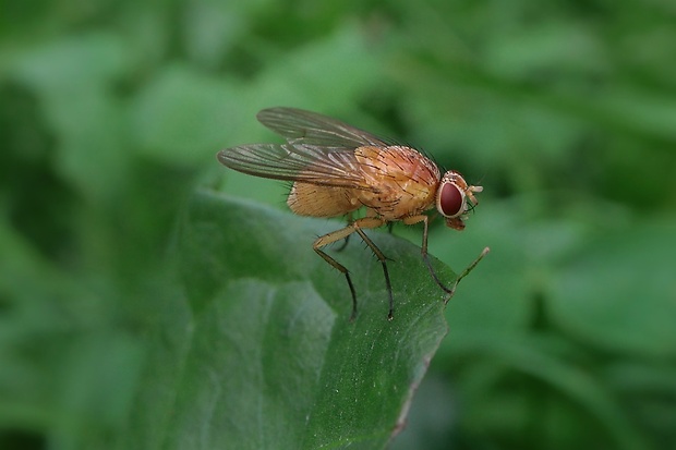 tieňovka ♀ Meiosimyza rorida (Fallén, 1820)