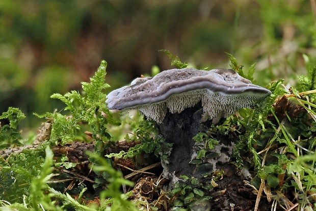 korkovec čierny Phellodon niger (Fr.) P. Karst.