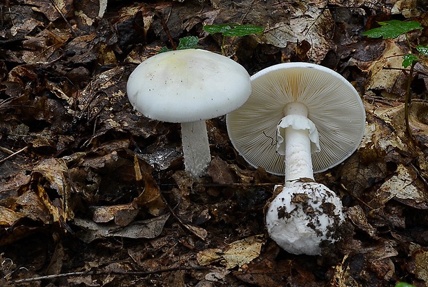 muchotrávka zelená Amanita phalloides (Vaill. ex Fr.) Link