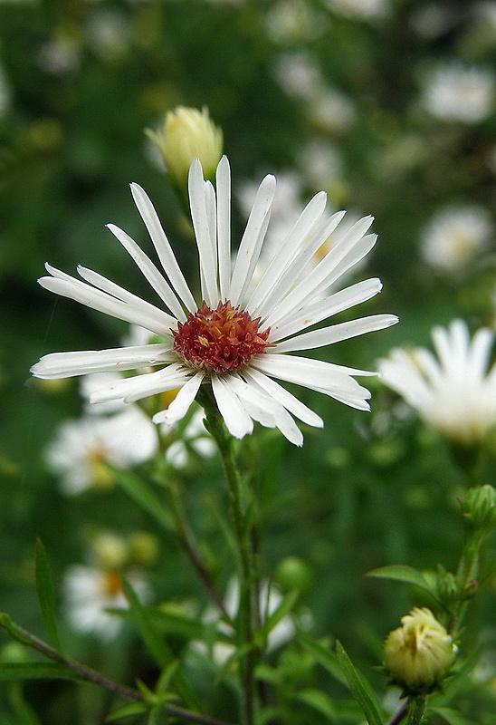 astra kopijovitolistá Aster lanceolatus Willd.