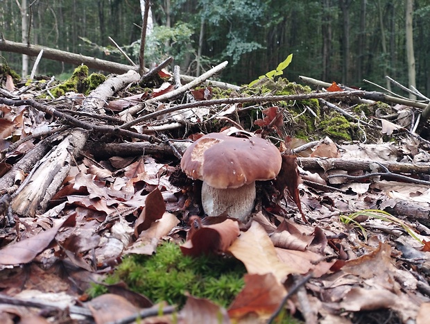 hríb smrekový Boletus edulis Bull.