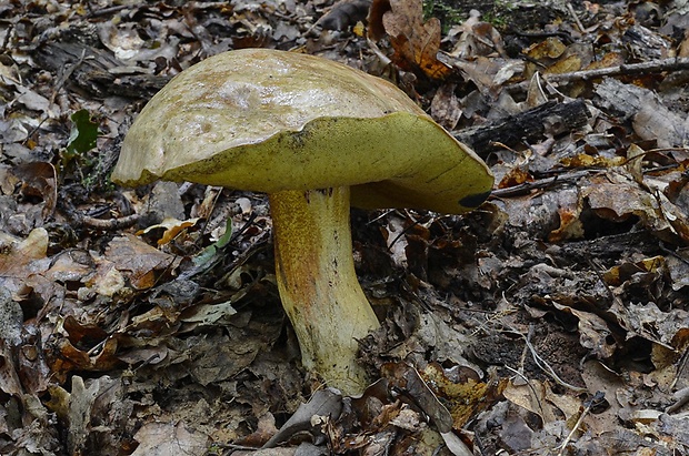 hríb Boletus sp.