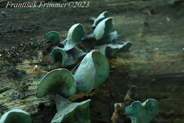 zelenica Chlorociboria sp.