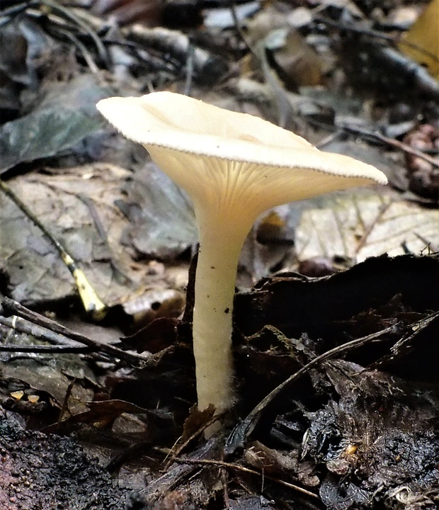 strmuľka Clitocybe sp.