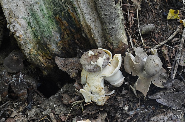 hviezdovka klenbová Geastrum fornicatum (Huds.) Hook.