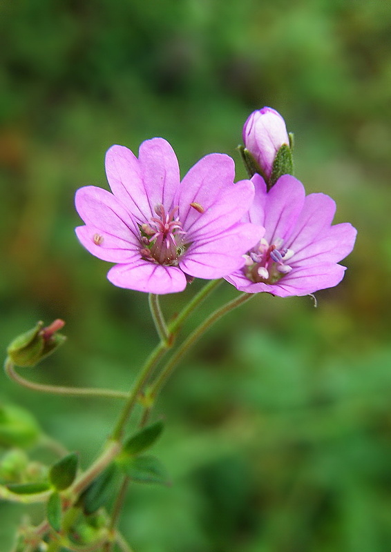 pakost pyrenejský Geranium pyrenaicum