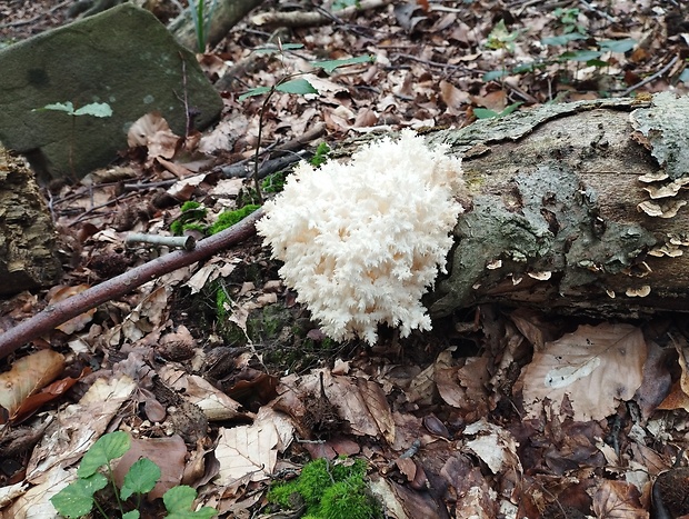 koralovec bukový Hericium coralloides (Scop.) Pers.