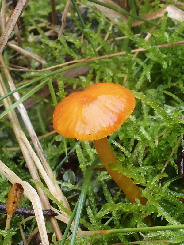 lúčnica Hygrocybe sp.