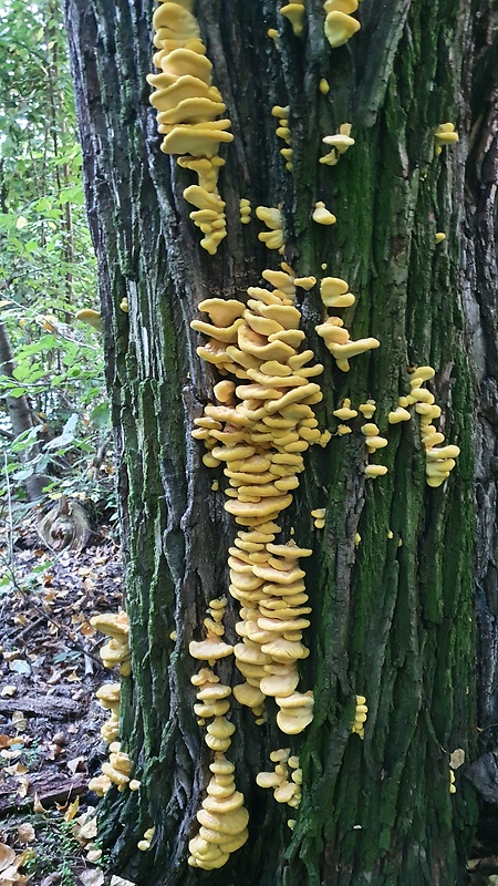 sírovec obyčajný Laetiporus sulphureus (Bull.) Murrill