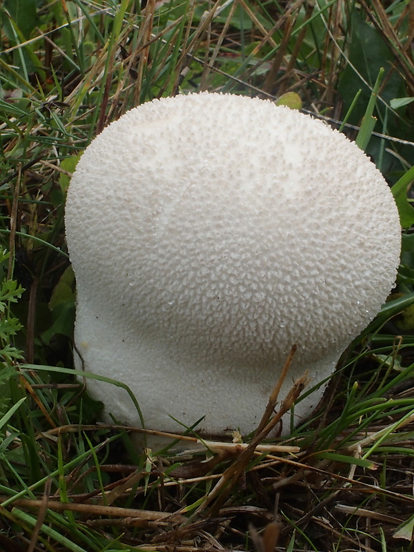 prášnica Lycoperdon sp.