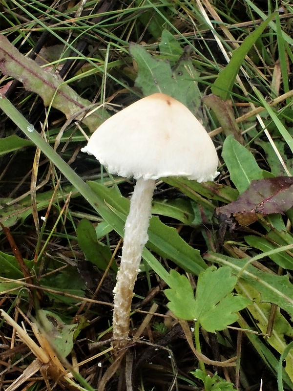 bedľa čipkovaná Macrolepiota excoriata (Schaeff.) Wasser