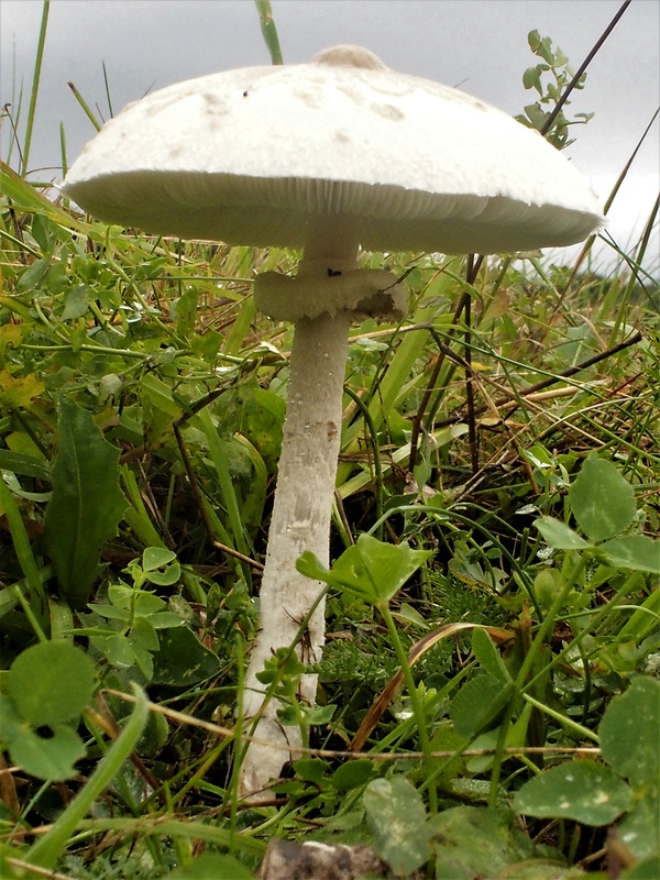 bedľa štíhla Macrolepiota mastoidea (Fr.) Singer