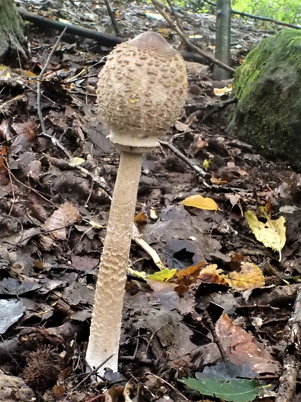 bedľa vysoká Macrolepiota procera (Scop.) Singer