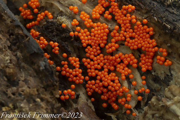 vlasnačka Trichia sp.