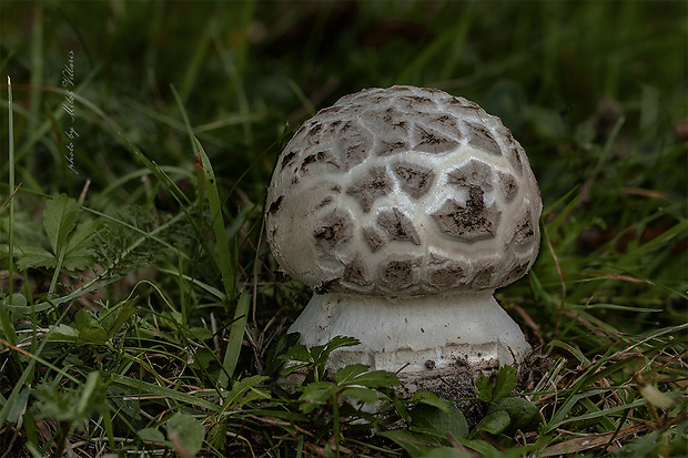 muchotrávka šiškovitá Amanita strobiliformis Gonn. & Rabenh.