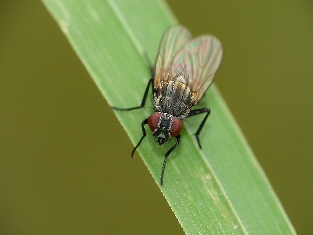 kvetárka ♀ Anthomyia monilis  (Meigen, 1826)