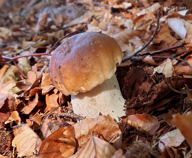 hríb smrekový Boletus edulis Bull.