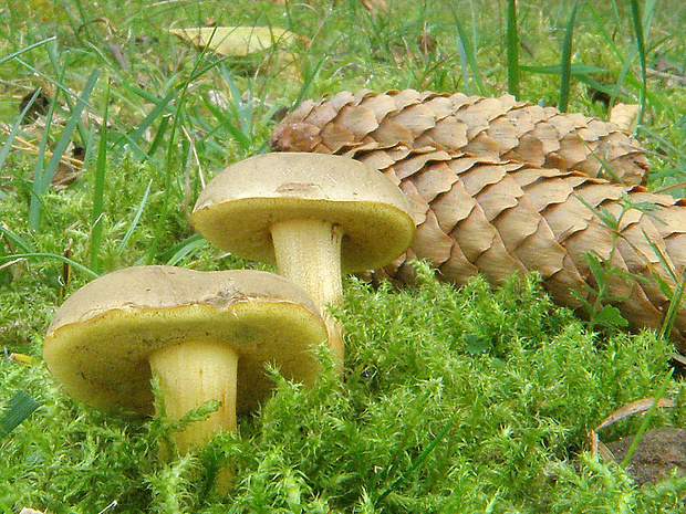 suchohríb plstnatý Boletus subtomentosus L.