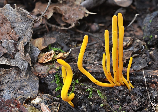 pakonárovka Clavulinopsis sp.