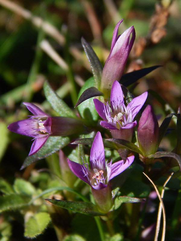 horček horký pravý Gentianella amarella subsp. amarella