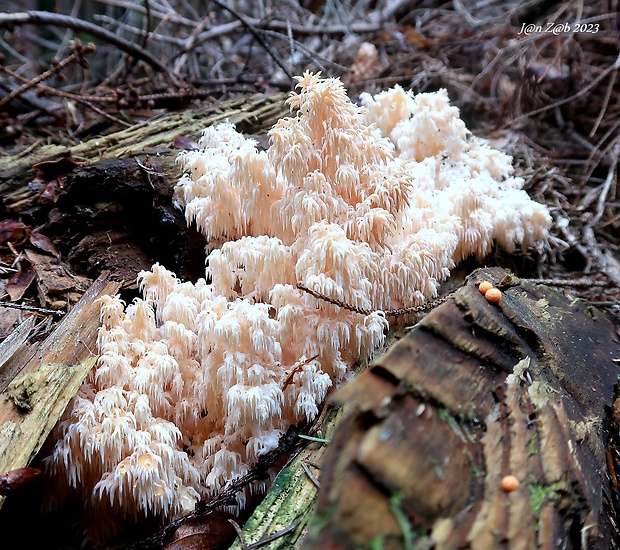 koralovec jedľový Hericium alpestre Pers.