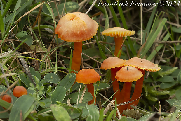 lúčnica Reidova Hygrocybe reidii Kühner