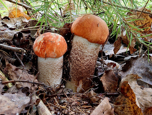 kozák smrekový Leccinum piceinum Pilát & Dermek