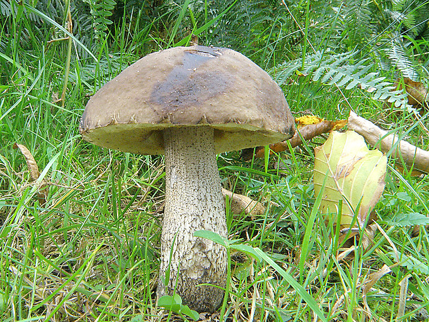 kozák hrabový Leccinum pseudoscabrum (Kallenb.) Šutara