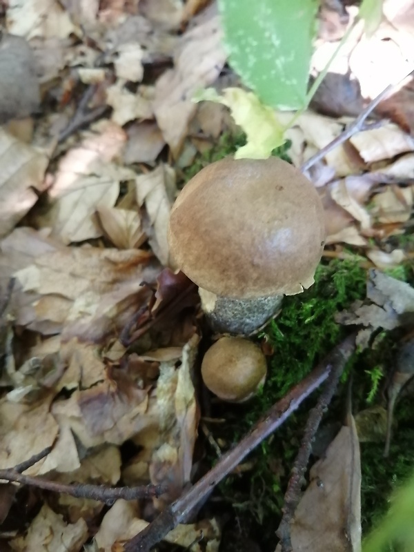 kozák brezový Leccinum scabrum (Bull.) Gray