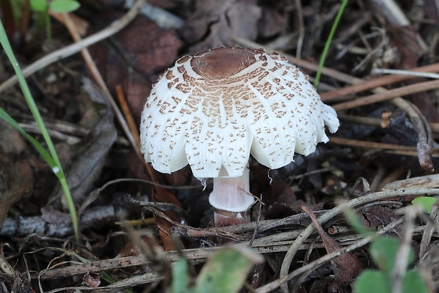 bedlička fialovkastá Lepiota lilacea Bres.