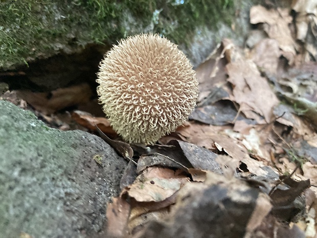 prášnica pichliačová ? Lycoperdon echinatum Pers.