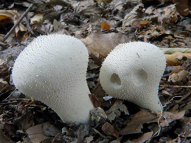 prášnica bradavičnatá Lycoperdon perlatum Pers.