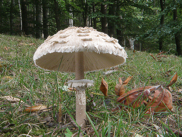 bedľa vysoká Macrolepiota procera (Scop.) Singer