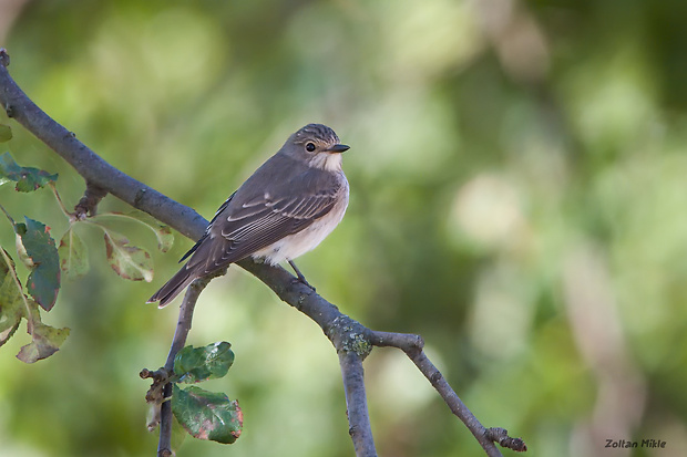 muchár sivý Muscicapa striata