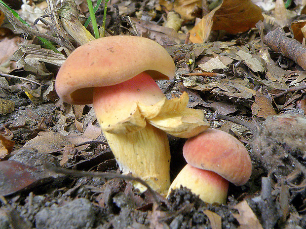 suchohríb marhuľovožltý Rheubarbariboletus armeniacus (Quél.) Vizzini, Simonini & Gelardi