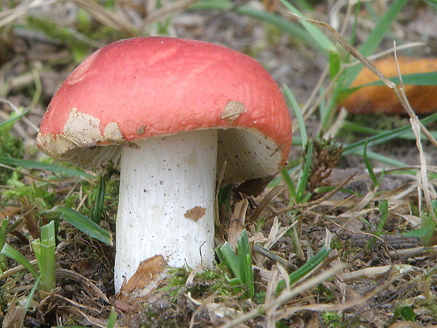 plávka Russula sp.